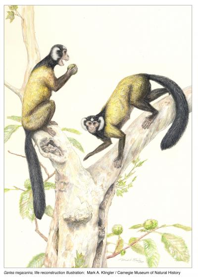 Ganlea megacanina Ganlea megacanina